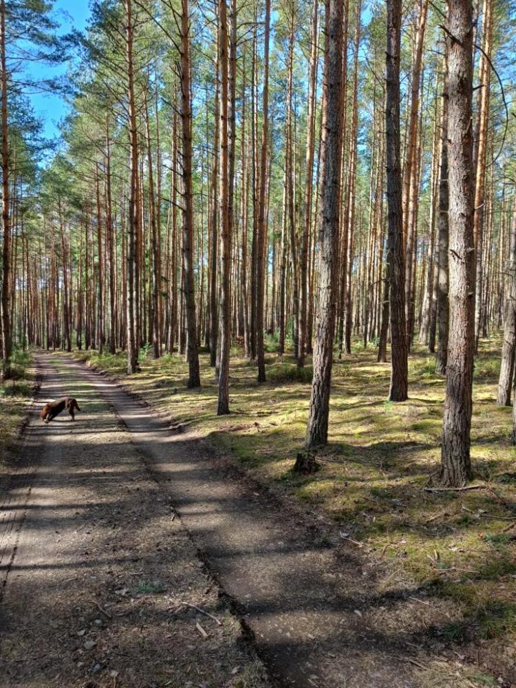 Relaxklub Villa S Wellness Tremosna エクステリア 写真